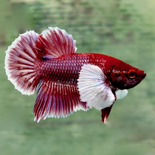 Betta splendens - Combattant oreille d'éléphant XL